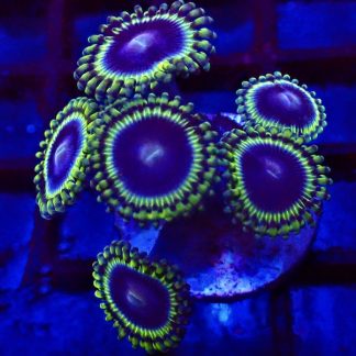 Blue Rhino Zoanthid Frag 5-6 Polyps-0