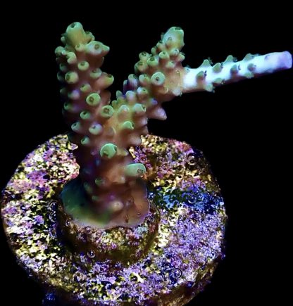 WYSIWYG 17D Acropora Nasuta Blue Tip Frag