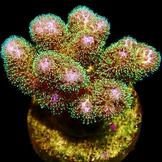 WYSIWYG  15E Sparkling Tinsel Pocillopora Frag