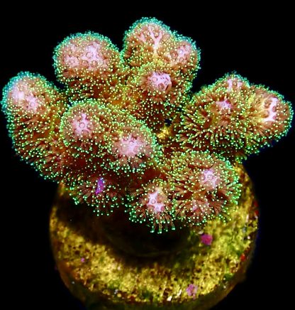 WYSIWYG  15E Sparkling Tinsel Pocillopora Frag