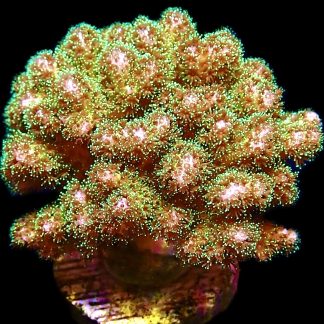 WYSIWYG 20A Sparkling Tinsel Pocillopora Frag Extra Large