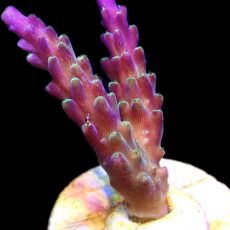 WYSIWYG 19i Bali Acropora Tricolour Purple Frag