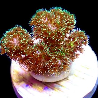 WYSIWYG  14K Sparkling Tinsel Pocillopora Frag