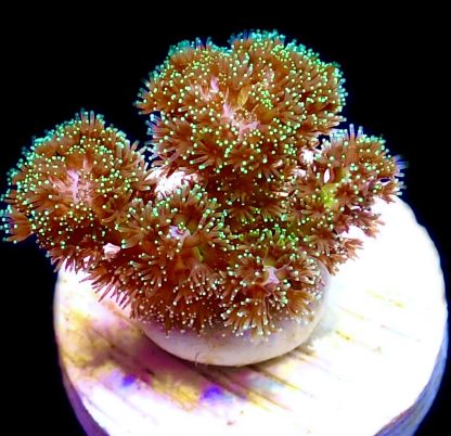 WYSIWYG  14K Sparkling Tinsel Pocillopora Frag