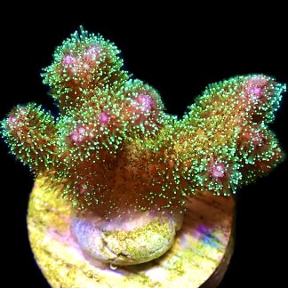 WYSIWYG 9G Sparkling Tinsel Pocillopora Frag