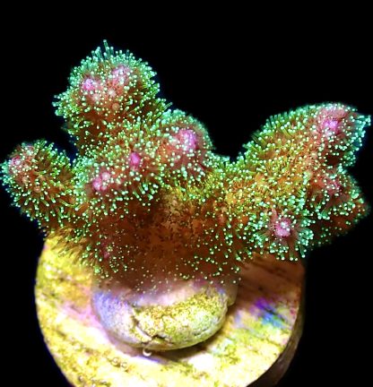 WYSIWYG 9G Sparkling Tinsel Pocillopora Frag