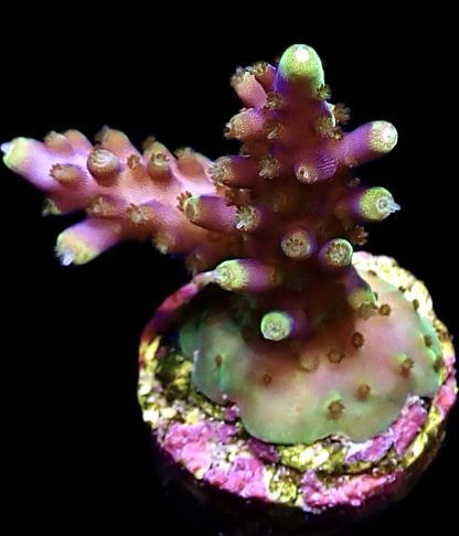 WYSIWYG 23E Acropora Nana Purple Frag