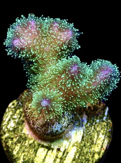 WYSIWYG  13i Sparkling Tinsel Pocillopora Frag