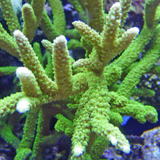 Bali Slimer Acropora Frag -0