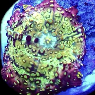 WYSIWYG 34H Lava Lamp Mushroom