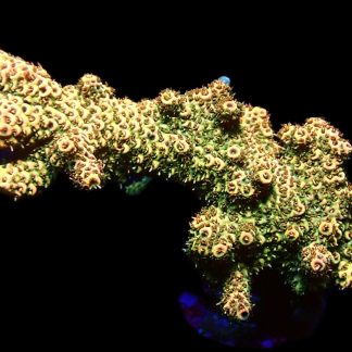 WYSIWYG L2 Rainbow Millepora Colony 70mm