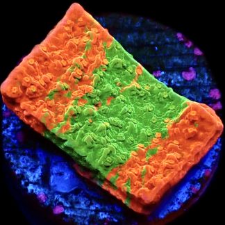 WYSIWYG 11A M.O.C.Grafted Orange/Green Montipora Capricornis