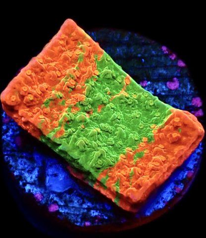 WYSIWYG 11A M.O.C.Grafted Orange/Green Montipora Capricornis