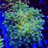 Atomic Branching Frogspawn Large Single Head-0