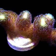 WYSIWYG 27A Purple Stylophora Milka Extra Large