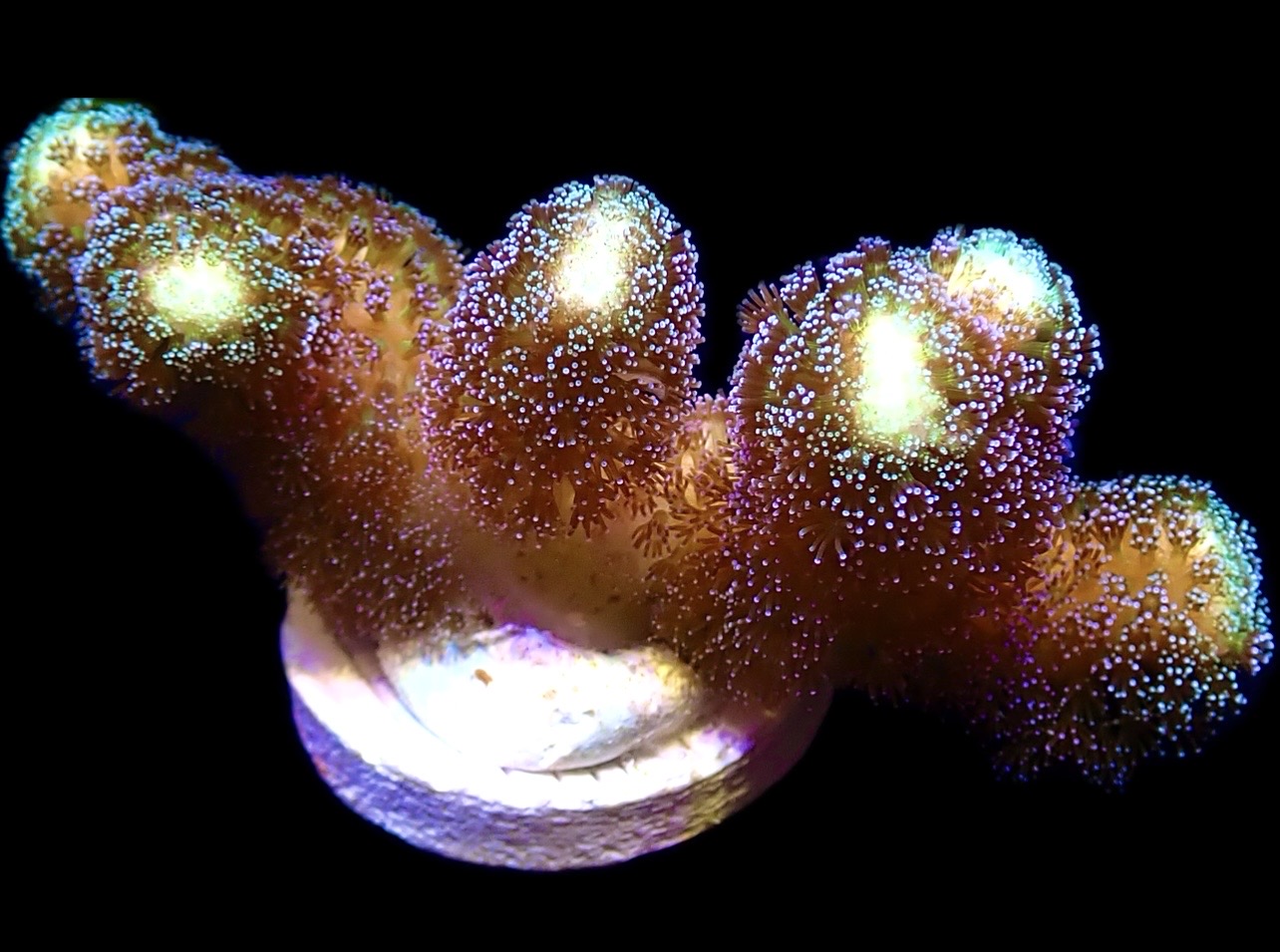 WYSIWYG 27A Purple Stylophora Milka Extra Large