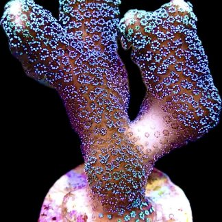 WYSIWYG 18B Purple Stylophora Milka