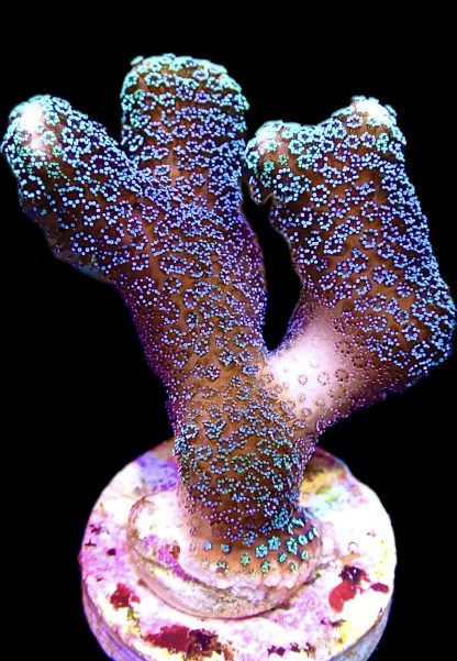 WYSIWYG 18B Purple Stylophora Milka