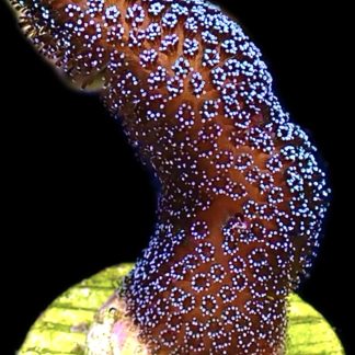 WYSIWYG 29B Purple Stylophora Milka