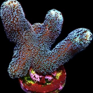 WYSIWYG 15K Purple Stylophora Milka Large