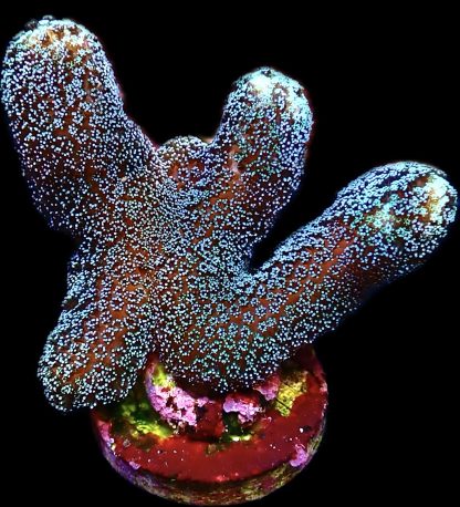 WYSIWYG 15K Purple Stylophora Milka Large