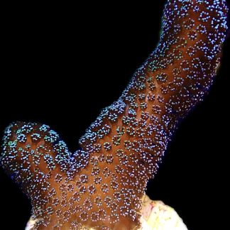 WYSIWYG 19A Purple Stylophora Milka