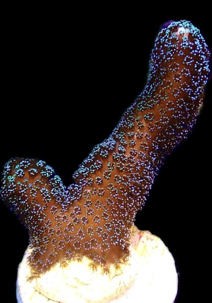 WYSIWYG 19A Purple Stylophora Milka