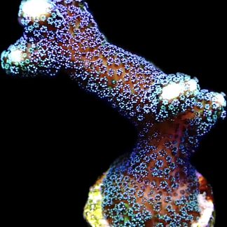 WYSIWYG 23D Purple Stylophora Milka XL