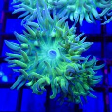 WYSIWYG Ultra Duncan Coral Cultured Colony 3 (2 Heads) -0
