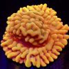 Beach Bum Montipora Frag
