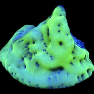 WYSIWYG 12K Mojito Montipora Palawanensis