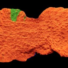 WYSIWYG 14J Grafted Orange/Green Montipora Capricornis Large
