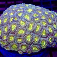 Mikado Moon Favia Frag