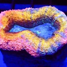WYSIWYG Australian Rainbow Lobophyllia Colony 2