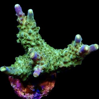 WYSIWYG 21K Joker Acropora Large Frag