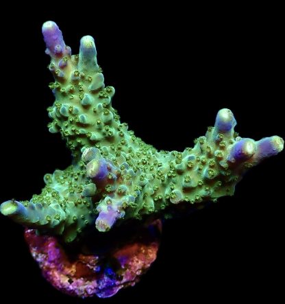 WYSIWYG 21K Joker Acropora Large Frag