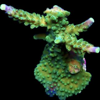 WYSIWYG 21D Joker Acropora Large Frag