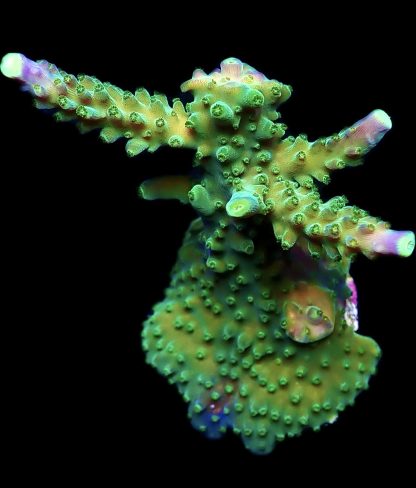 WYSIWYG 21D Joker Acropora Large Frag