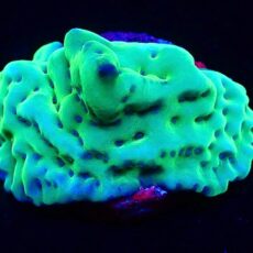 M.O.C Mojito Montipora Palawanensis Frag