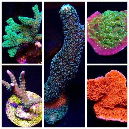 5 X VARIETY PACK SPS FRAGS (PACK A)-0