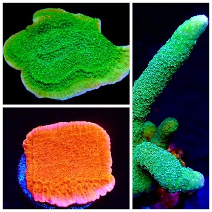 MONTIPORA 3 FRAG PACK - SPECIAL OFFER A-0
