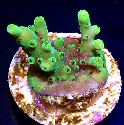 WYSIWYG 10E M.O.C. Day - Glo Acropora Frag-0
