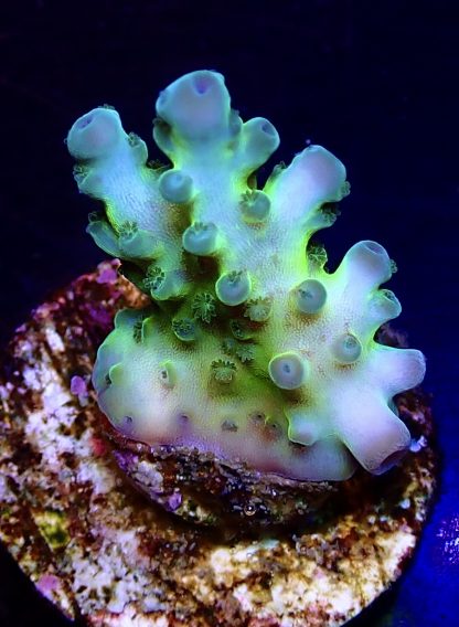 WYSIWYG 16A Ice Age Acropora Frag -0