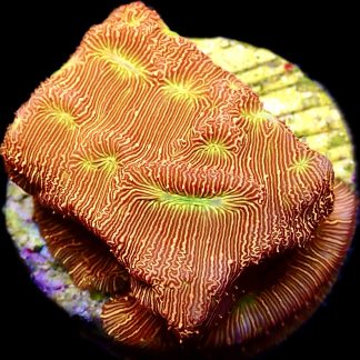 WYSIWYG 11K  Jack 'O' Lantern Leptoseris Frag