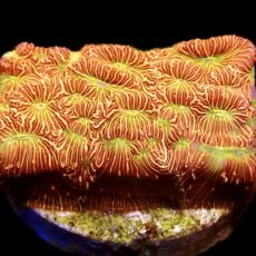 WYSIWYG 19L Jack 'O' Lantern Leptoseris Frag