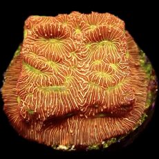 WYSIWYG 12A Jack 'O' Lantern Leptoseris Frag