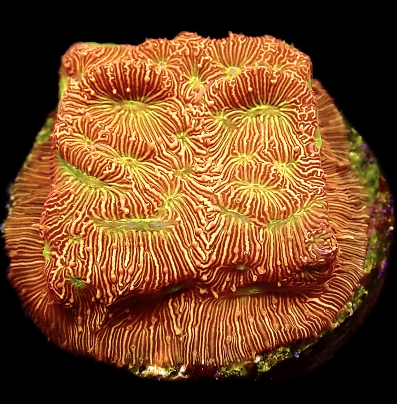 WYSIWYG 12A Jack 'O' Lantern Leptoseris Frag