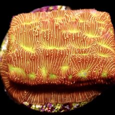 WYSIWYG 15A Jack 'O' Lantern Leptoseris Frag