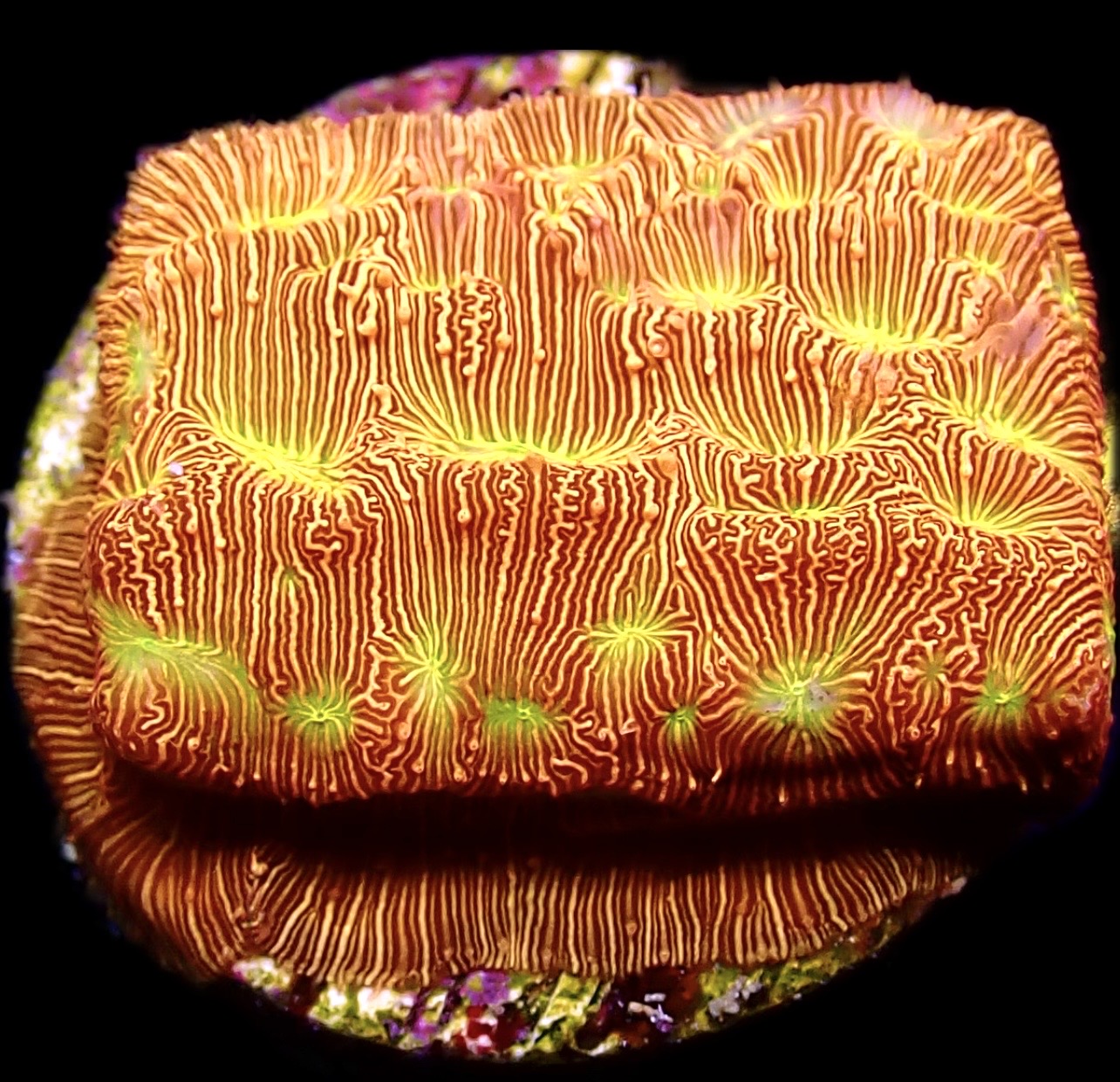 WYSIWYG 15A Jack 'O' Lantern Leptoseris Frag