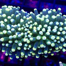 WYSIWYG Lime/Orange Euphyllia Cristata 8